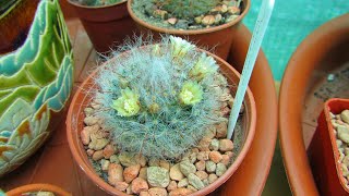 My Mammillaria bocasana quotpowder puffquot Cactus in Bloom amp Mammillarias in Bud in the Polytunnel [upl. by Shiller]