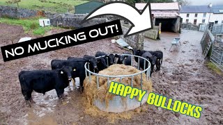 Wintering bullocks without Mucking out no slatted unit [upl. by Clea]