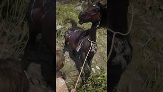 Arabian warped brindle horse location RDR2 Shorts RDR2 warpedbrindle AllArabianhorselocation [upl. by Zaob]