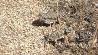 Released Two Desert Horned Lizards Return Home [upl. by Semyaj161]