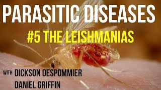 Parasitic Diseases Lectures 5 The Leishmanias [upl. by Bindman]