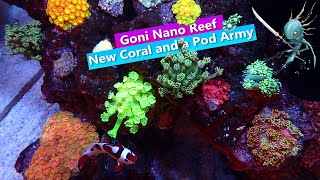 Goni Nano Reef New Goniopora and a Copepod Army [upl. by Isaac]