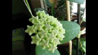 Hoya elliptica [upl. by Skoorb]