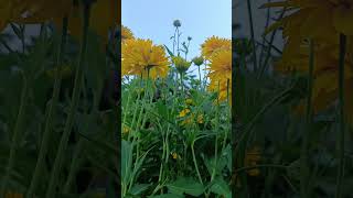 Coreopsis Early Sunrise flower plant🌸🌷🌻🌺🌼🌹flowers kashmiribeauty flowerplant nature [upl. by Nedyrb]