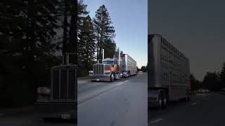 David Wildman scapeteandlivestock peterbilt389 cowtruck california [upl. by Aerda]