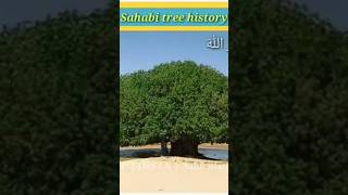 Sahabi tree 🌳 1445 year old beautifullslamic shortvideo like [upl. by Ecreip]