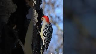 Nature’s Sculptor The Woodpecker’s Craft ytshorts peacefullnature wildlife [upl. by Assirek]