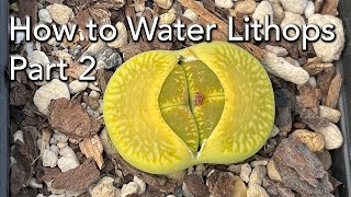 When and How to Water Lithops  Part 2  Lithops Growth Cycle [upl. by Patt]