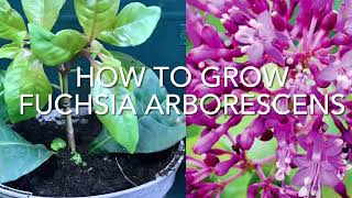 How To Grow Fuchsia Arborescens Growing Fuchsia Arborescens Tree Fuchsia Get Gardening [upl. by Stephannie]