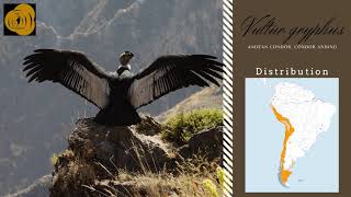 Andean Condor Vultur gryphus sounds [upl. by Marja766]