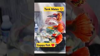 Guppy fish Tank Mates 🐟 guppy aquarium petsvlog guppybreeding guppies petsman shorts [upl. by Vowel]