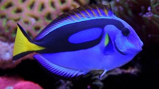 Facts The Blue Tang Palette Surgeonfish [upl. by Riccio926]