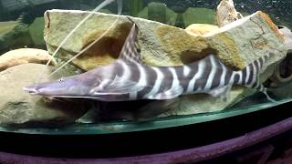 5 Amur catfish 2 tigs 5 eels 4 bullheads giraffe woodcat VATF 2 flagtails 3 bala [upl. by Tiersten]