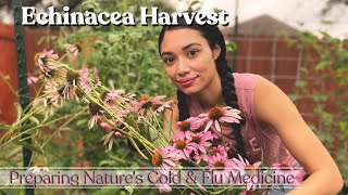 Growing Harvesting Echinacea amp Using It For Medicine  Herbalism 101 [upl. by Ennaira]