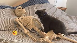 Funny Dogs And Cats Videos 2023 😅  Best Funniest Animal Videos Of The Month 🥰👌 1 [upl. by Dave]