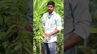 Lakshmana Phalam Plants  Cancer Fruit  Soursop Plants  Kadiyam Abbai  Shorts  238 [upl. by Liss]