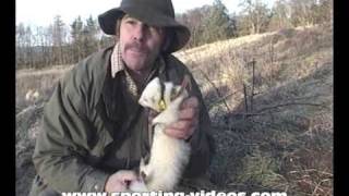 Fishing with ferrets rabbiting poaching [upl. by Etnoled]