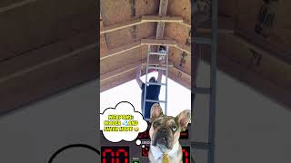 ⚠️When Stunads and Wasps🐝 Collide Part 2 😱😳😭reaction dog funny viralshorts [upl. by Tarabar]