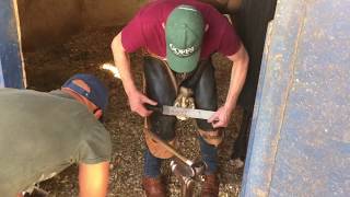 Farriers at work at Summerveld in Durban South Africa [upl. by Neeloc221]