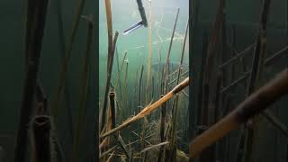 Spearfishing big grass fish [upl. by Eussoj48]