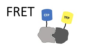 FRET  Förster Resonance Energy Transfer [upl. by Eirellav]