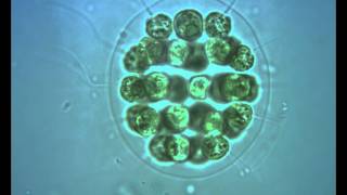 Green Algae Eudorina with flagella in motion [upl. by Getraer]