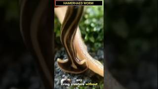 Caecilians  Giant Fanged Worms [upl. by Yevreh]