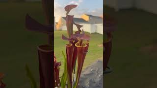 Flava var Atropurpurea ‘Hot Rod’ shorts sarracenia carnivorousplants [upl. by Damick]