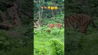 gir national park Gujarat  lion  tiger  live tiger attack at gir national park [upl. by Magnum]