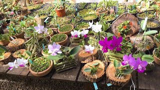 FLORAÇÃO DE CATTLEYA WALKERIANA E EXPOSIÇÃO DE ORQUÍDEAS [upl. by Amadas]