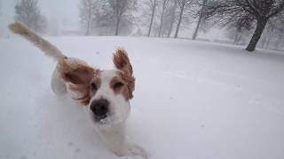 Dawson Cocker Spaniel in Snow  Househill Park Glasgow [upl. by Alexander]