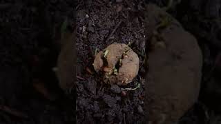 Seedball Timelapse  by Gorilla Gardening gardening garden seeds seedballs nature [upl. by Moss798]