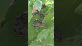 Culebra viperina natrix maura animales culebra serpiente entre las albahaca del huerto [upl. by Arakat810]