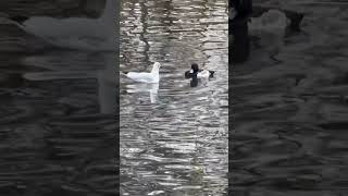 Black Headed Gull Vs Tufted Duck Standoff  Thornes Park birds avian nature [upl. by Urquhart]