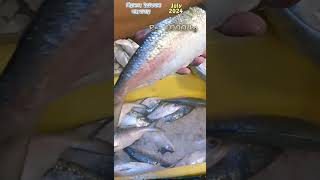 ইলিশের দাম শিয়ালদহ মাছের বাজার  sealdah fish market  hilsa price in kolkata [upl. by Nilved]