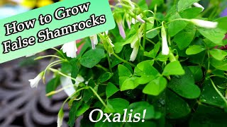 How to Grow Oxalis  False Shamrock Care ☘️ [upl. by Nally]