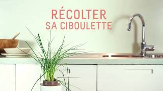 Comment récolter votre ciboulette [upl. by Idisahc448]