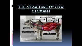 The structure of cow stomach [upl. by Giralda236]