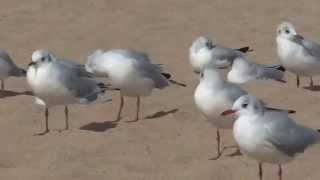 Möwen am Strand von Malgrat de Mar [upl. by Larrej366]