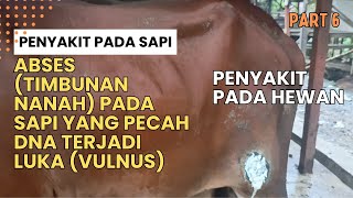 Abses Pada Sapi yang memyebabkan luka vulnus amp Bengkak sekaligus pencegahan Myasis belatungan [upl. by Rasaec223]