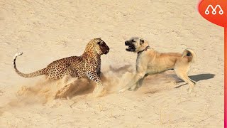 LEOPARDO vs KANGAL QUEM VENCE ESSA LUTA [upl. by Neelhsa]