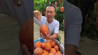 Satisfying fresh fruit farm mango apple fruit shorts [upl. by Nnaycnan]