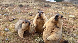 Feeding Cuteness on the Himalayas Up Close and Personal with Adorable Marmots [upl. by Freida]