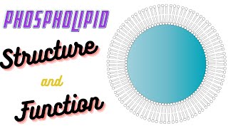 Phospholipids Structure and Function  Phospholipid in Cell Membrane  Biochem Basics [upl. by Oram]