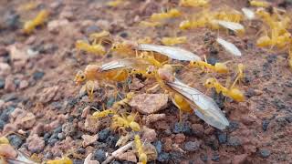 Myrmecocystus mexicanus nuptial flight 2019 [upl. by Eniladam698]