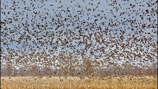 HABITAT FLATS Best Duck Hunting in the US [upl. by Lasley]