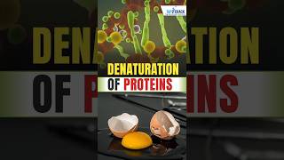 Denaturation Of Proteins  Science By swatimaam [upl. by Matthiew]