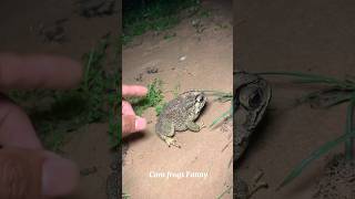 Froggy funny catching for fun  look at the frog funny shorts funny bigfrog comedy [upl. by Ballman]