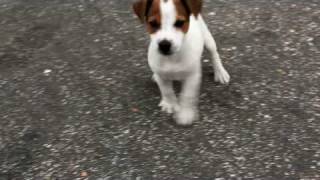 60 Day Jack Russell Terrier puppy [upl. by Willard]