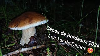 Cèpes de Bordeaux 2024  une première petite pousse qui annonce le début de saison 🍄😄 [upl. by Anohs]